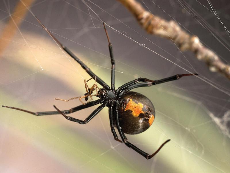 Spinnen-Männchen verführen Teenager, um Paarung zu überleben