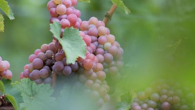 Deutsches Weininstitut erwartet fünf Prozent weniger Wein