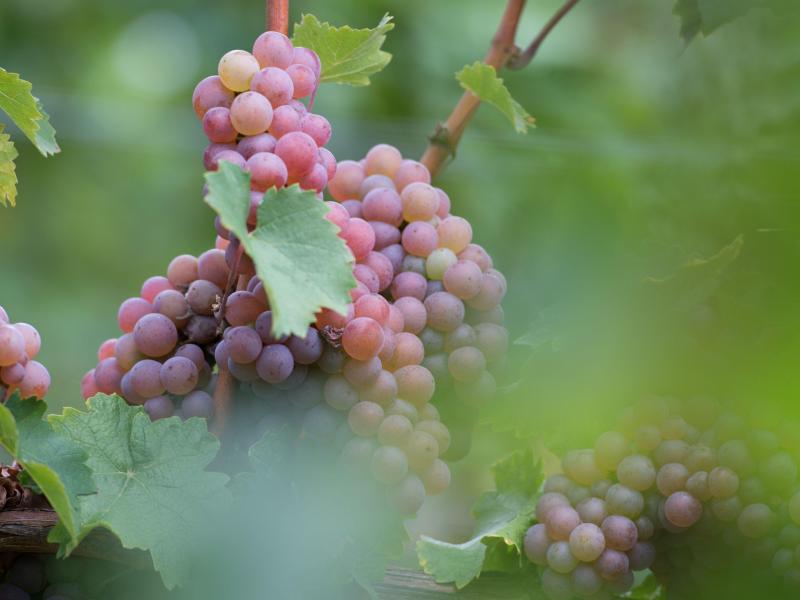 Deutsches Weininstitut erwartet fünf Prozent weniger Wein