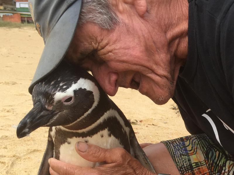 Die Geschichte vom treuesten Pinguin der Welt