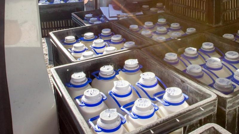 Gut 10 000 Milchbetriebe wollen ihre Produktion kürzen