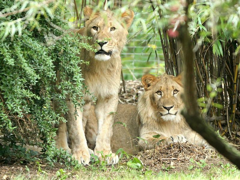Fünf Löwen bei Johannesburg entkommen – Polizei: „Momentan wissen wir nicht, wo die Löwen sind“
