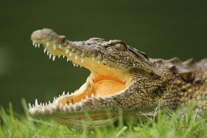 Krokodil besetzt Polizeistation in Sri Lanka – Polizei flieht