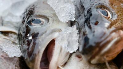 EU-Minister einigen sich auf neue Fischfangquoten in der Ostsee – Fischbestände sollen sich erholen