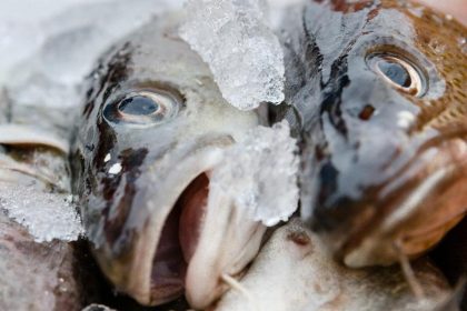 EU-Minister einigen sich auf neue Fischfangquoten in der Ostsee – Fischbestände sollen sich erholen