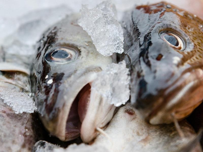 EU-Minister einigen sich auf neue Fischfangquoten in der Ostsee – Fischbestände sollen sich erholen
