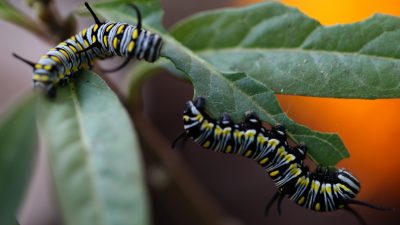 Schlechte Nachrichten für Vegetarier! Pflanzen können hören, wenn sie selbst gefressen werden