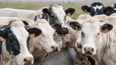 Bundestag beschließt Schlachtverbot für hochträchtige Tiere