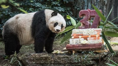 Weltälteste Pandabärin stirbt mit 38