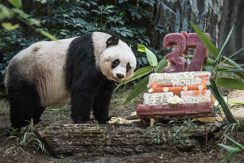 Weltälteste Pandabärin stirbt mit 38