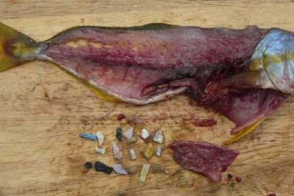 Mikroplastik belastet Fisch und Meeresfrüchte