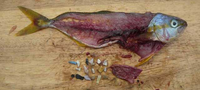 Mikroplastik belastet Fisch und Meeresfrüchte