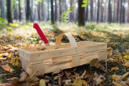 Keine Pilze: Ungewöhnliche Trockenheit verdirbt die Pilzsaison