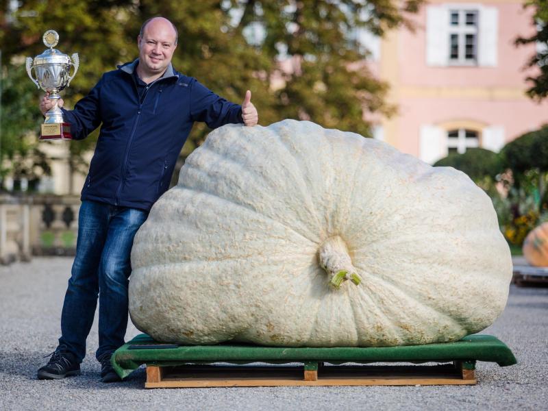 Super-Kürbis aus Hessen wiegt 901 Kilo
