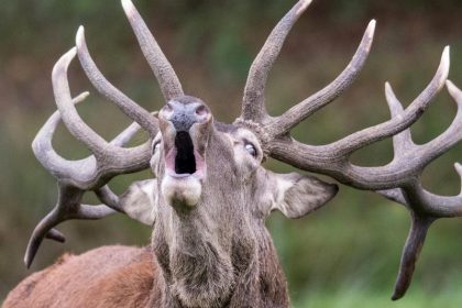 Hirsch streckt 58-Jährige nieder