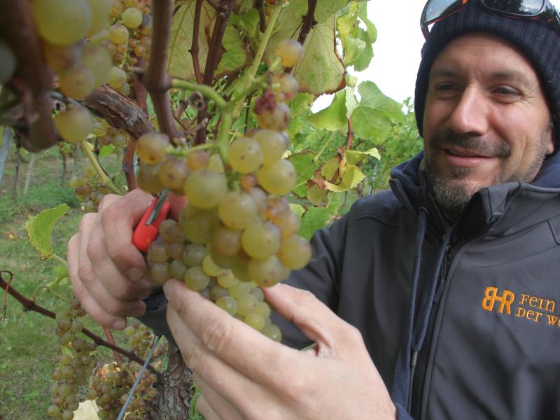 300 Meter von der Nordsee entfernt: Weinlese auf Sylt gestartet