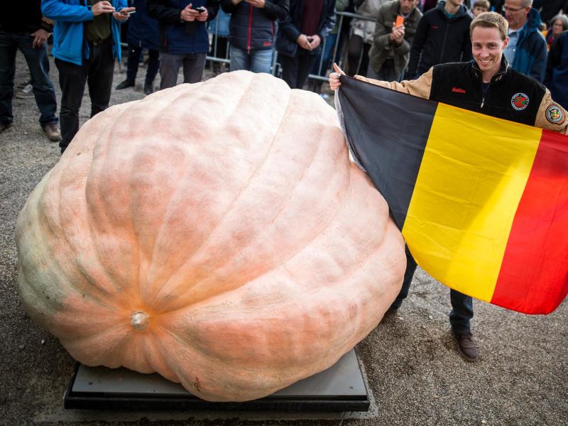 Weltrekord: Belgier bringt 1,2 Tonnen schweren Kürbis auf die Waage