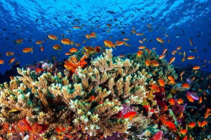 Korallenbleiche am Great Barrier Reef ist noch schlimmer als bisher gedacht