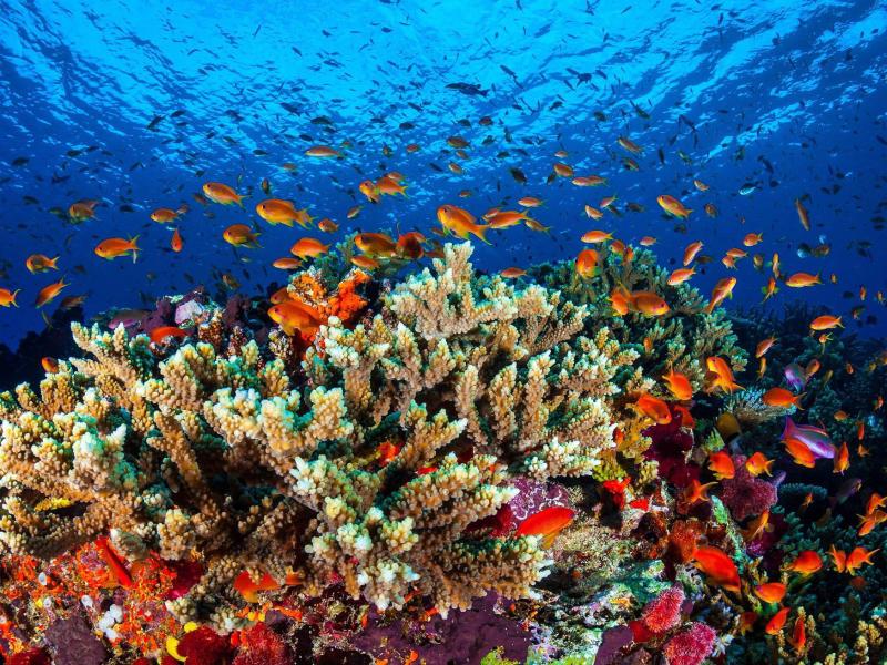 Korallenbleiche am Great Barrier Reef ist noch schlimmer als bisher gedacht