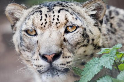 Der Panther – von Rainer Maria Rilke