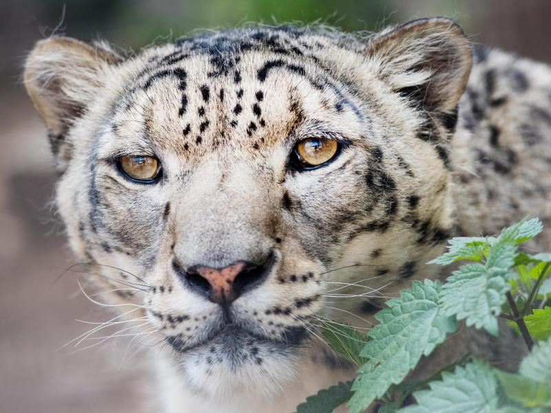 Leopard nach 36-stündigem Streifzug in indischer Fabrik eingefangen