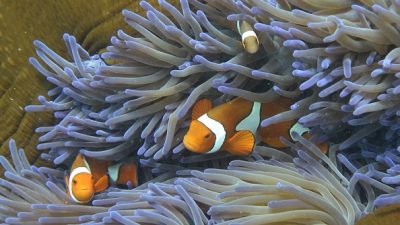 Korallenbleiche am Great Barrier Reef verursacht Rekord-Massensterben