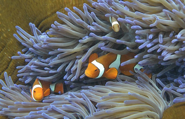 Erfolgreiche Korallen-Transplantation im bedrohten Great Barrier Reef
