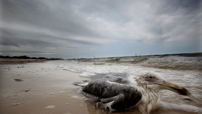 Virus H5N8: Gefährliche Vogelgrippe auch am Bodensee bestätigt