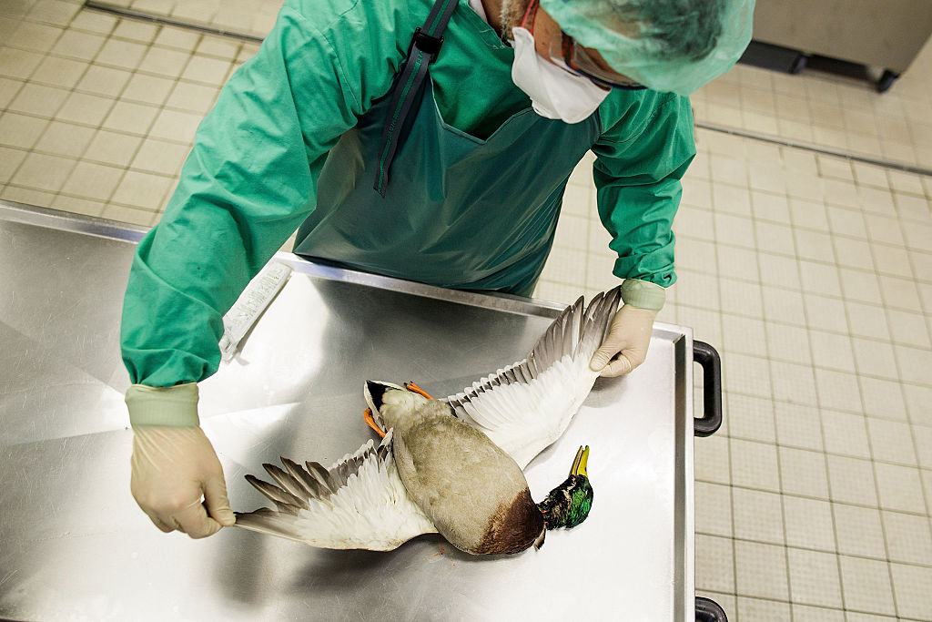 Vogelgrippe: Wildvögel werden immer wieder neu aus Geflügelwirtschaft angesteckt