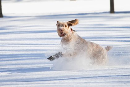Haustiere im Winter – Hundepfoten einfetten und Meerschwein-Freigehege gut dämmen