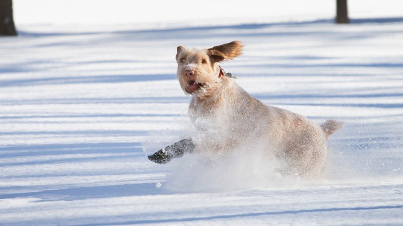 Haustiere im Winter – Hundepfoten einfetten und Meerschwein-Freigehege gut dämmen