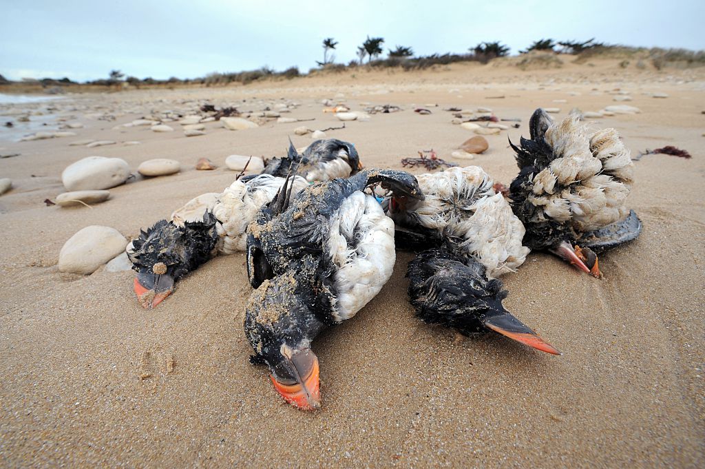 Vogelgrippe: H5N8 bei Vogelsterben an Plöner Seen nachgewiesen