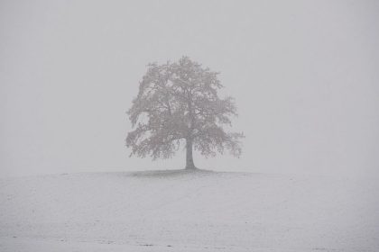 Heftiger Wintereinbruch lässt massenhaft Bäume in Nordniedersachsen umstürzen