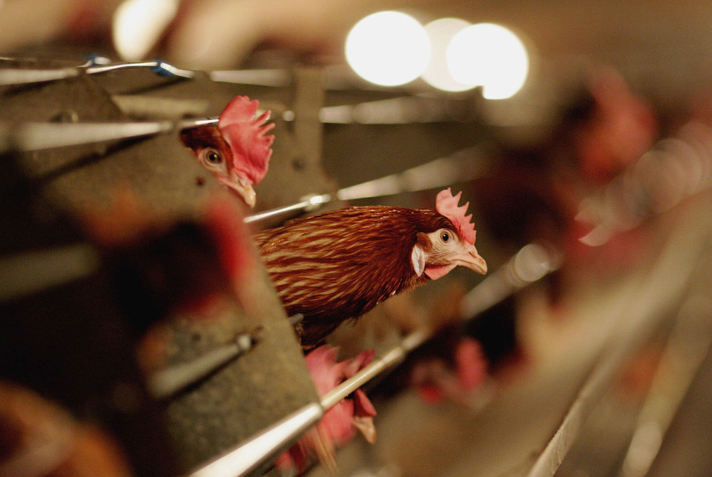 Niederländische Behörden testen jetzt auch Hühnerfleisch auf Insektengift Fipronil