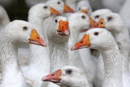 Knapp 9000 Gänse in Schleswig-Holstein vor Tötung