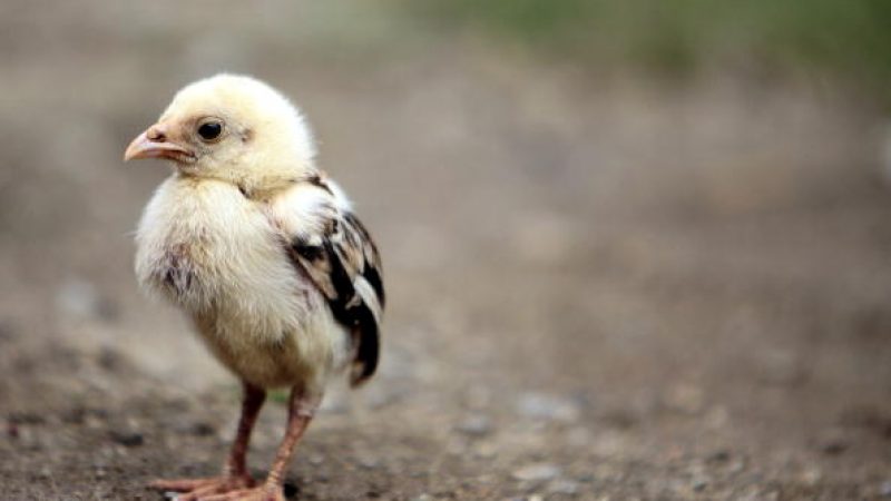 Alle Tiere werden getötet: Vogelgrippe in Betrieb mit 30.000 Hühnern in Schleswig-Holstein