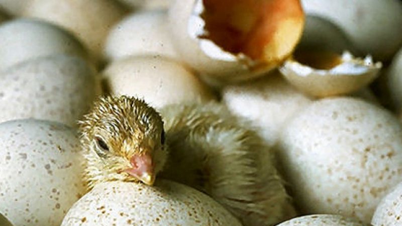 Eier dürfen bei Stallpflicht weiter als Freilandeier verkauft werden