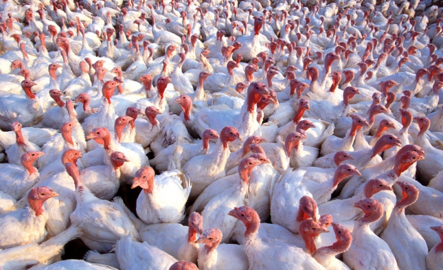Vogelgrippe: Schleswig-Holstein verhängt Stallpflicht für Geflügel