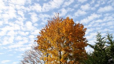 Deutscher Wetterdienst: Herbst 1,0 Grad zu warm