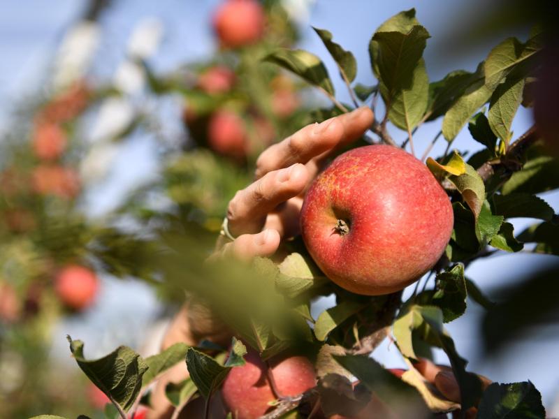 Apfelernte im Alten Land und am Bodensee fällt gut aus