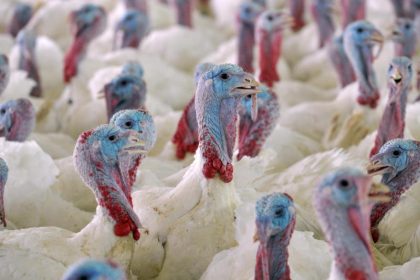 Vorsicht bei Geflügelprodukten aus Ungarn – Truthähne mit Vogelgrippe infiziert