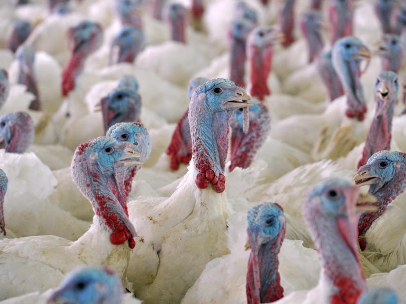 Vorsicht bei Geflügelprodukten aus Ungarn – Truthähne mit Vogelgrippe infiziert