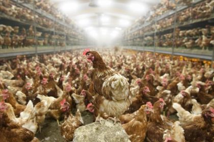 Bundesweit bislang 1,4 Millionen Tiere wegen Vogelgrippe getötet