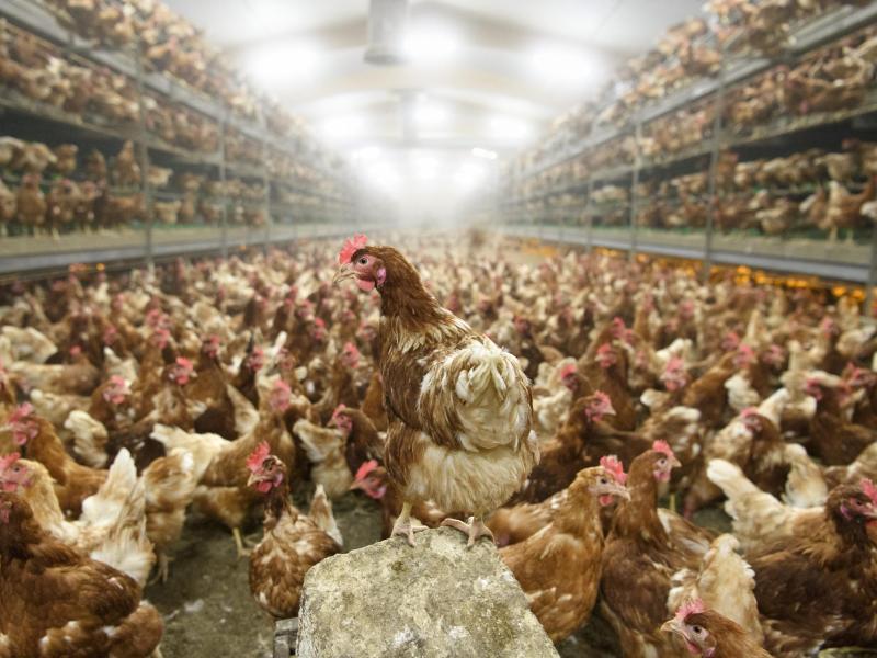 Bundesweit bislang 1,4 Millionen Tiere wegen Vogelgrippe getötet