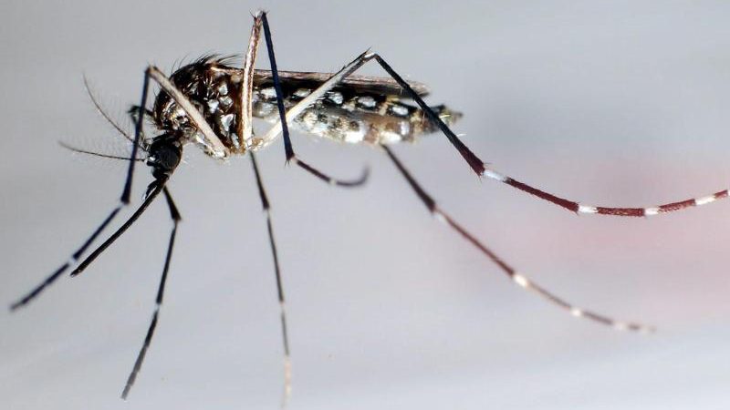 Moskitos aus „Mückenfarmen“ sollen Krankheiten stoppen – mit Geld von Bill Gates