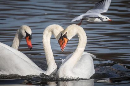 Es ist die Liebe! – Von Sören Kierkegaard