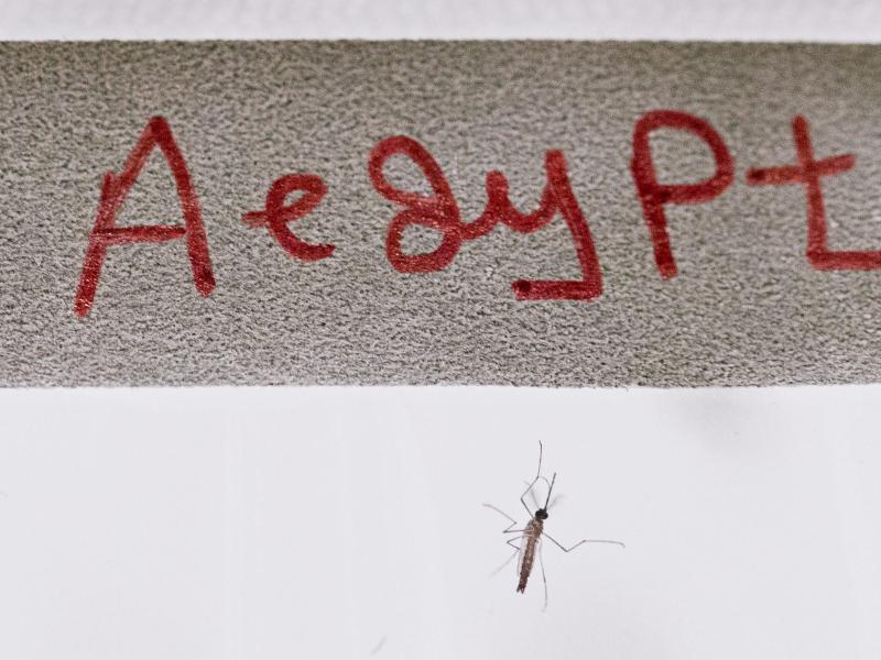 Chikungunya-Fallzahlen in Brasilien steigen dramatisch