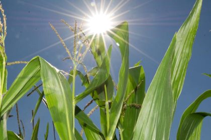 Landwirtschaft: Neuer Mais wächst bei Kälte besser