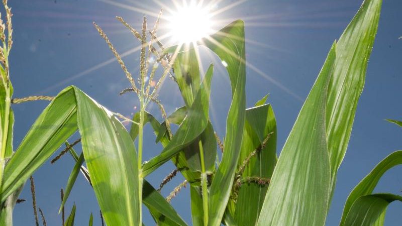 Landwirtschaft: Neuer Mais wächst bei Kälte besser