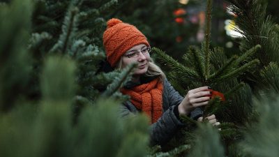 Deutschland importiert Weihnachtsbäume im Wert von 26 Millionen Euro